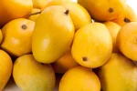 Alphonso Devgad Mangoes Box of 12 (3 KG)