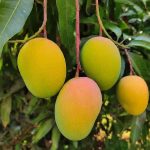 Alphonso Devgad Mangoes Box of 12 (3 KG) - Image 3
