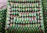 Alphonso Devgad Mangoes Box of 12 (3 KG) - Image 5