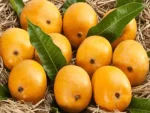 Alphonso Ratnagiri Mangoes Box of 12 (3 KG) - Image 2