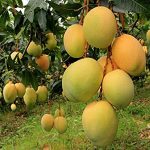 Alphonso Ratnagiri Mangoes Box of 12 (3 KG) - Image 3