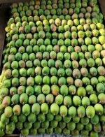 Alphonso Ratnagiri Mangoes Box of 12 (3 KG) - Image 4
