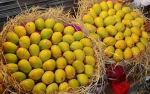 Alphonso Ratnagiri Mangoes Box of 12 (3 KG) - Image 5