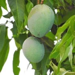 Badami/Banganapalli Mangoes - (4 KG) - Image 2