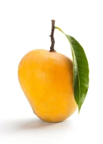 Kesar Gujarati Mangoes Box of 12 (3 KG) - Image 4