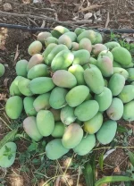 Kesar Gujarati Mangoes Box of 12 (3 KG) - Image 5