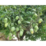Kesar Gujarati Mangoes Box of 12 (3 KG) - Image 6