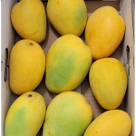 Badami/Banganapalli Mangoes - (4 KG)