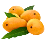 Kesar Gujarati Mangoes Box of 12 (3 KG)
